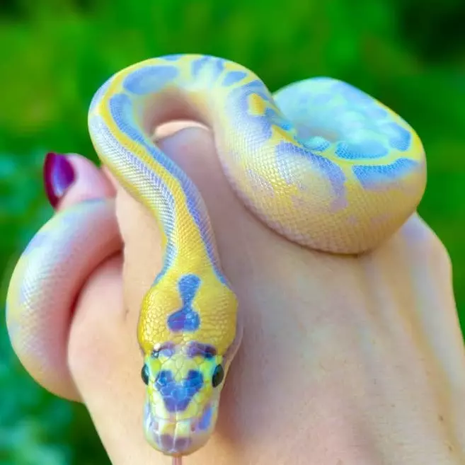 Tiny 