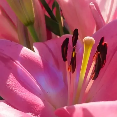 Lily