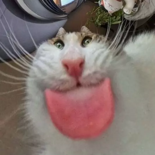 PP