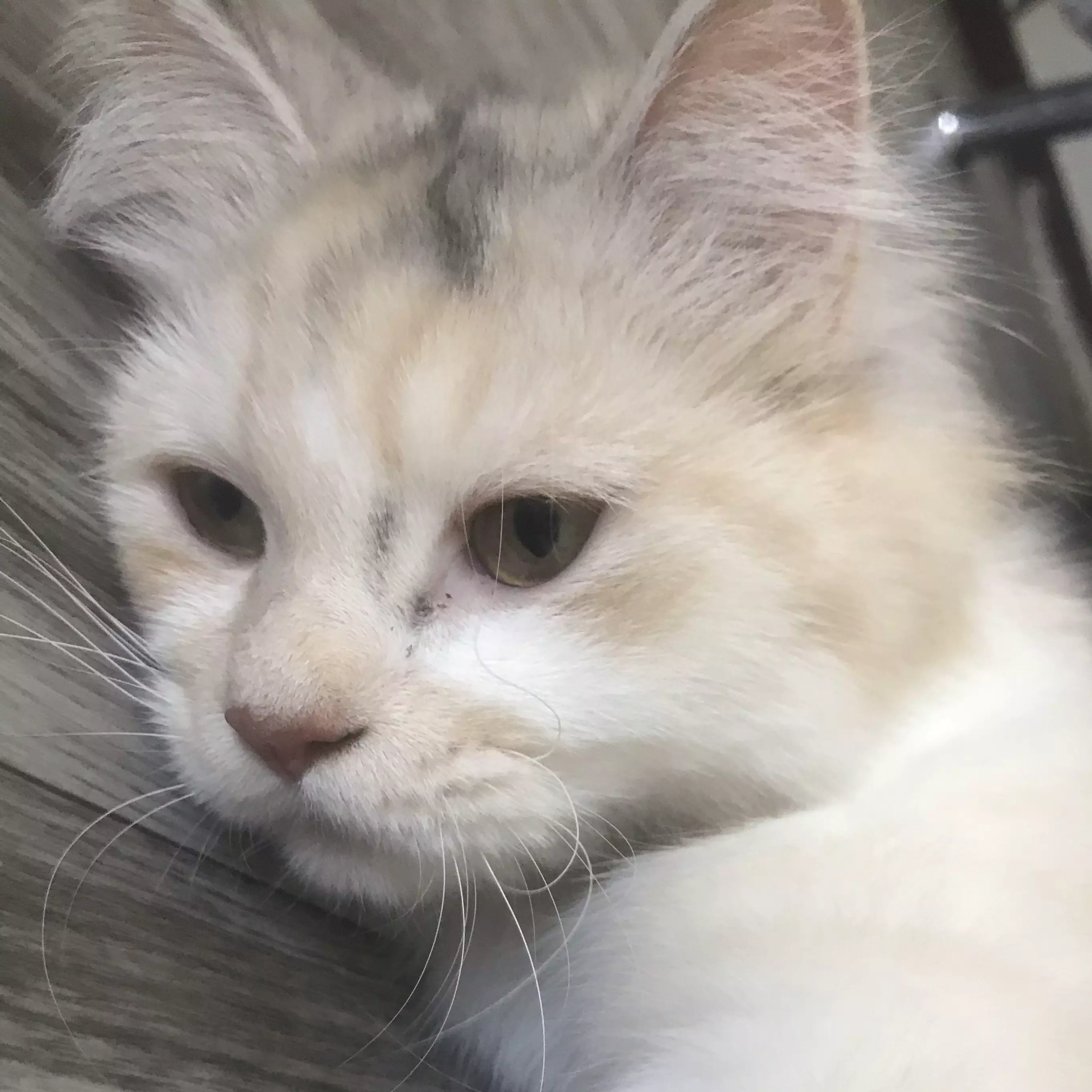 مياو 🐈 