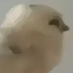 Arisu