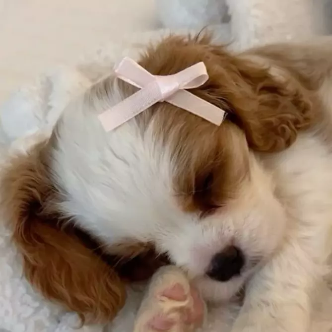 Milo