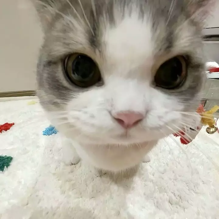 bbi