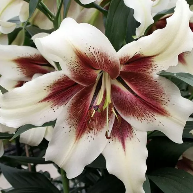 Lily