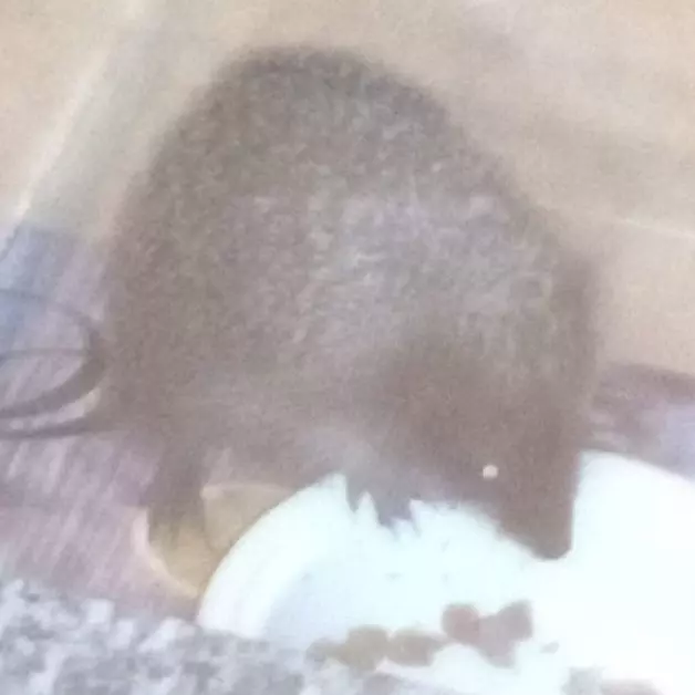 Sonic il riccio 