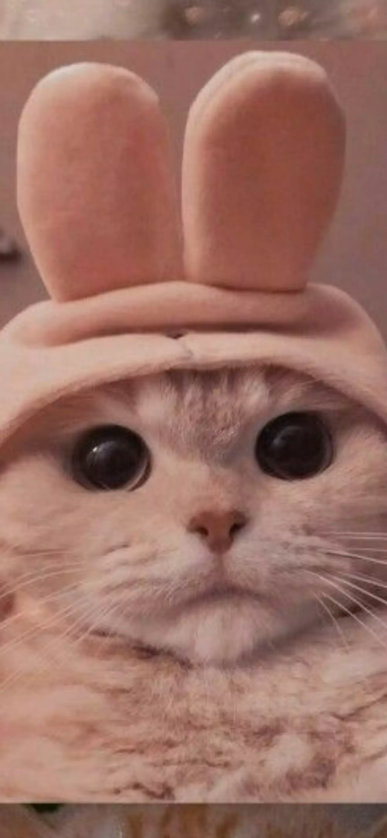 Kitten