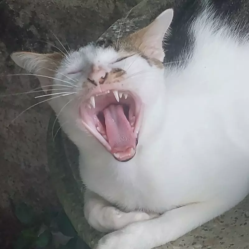 An đz