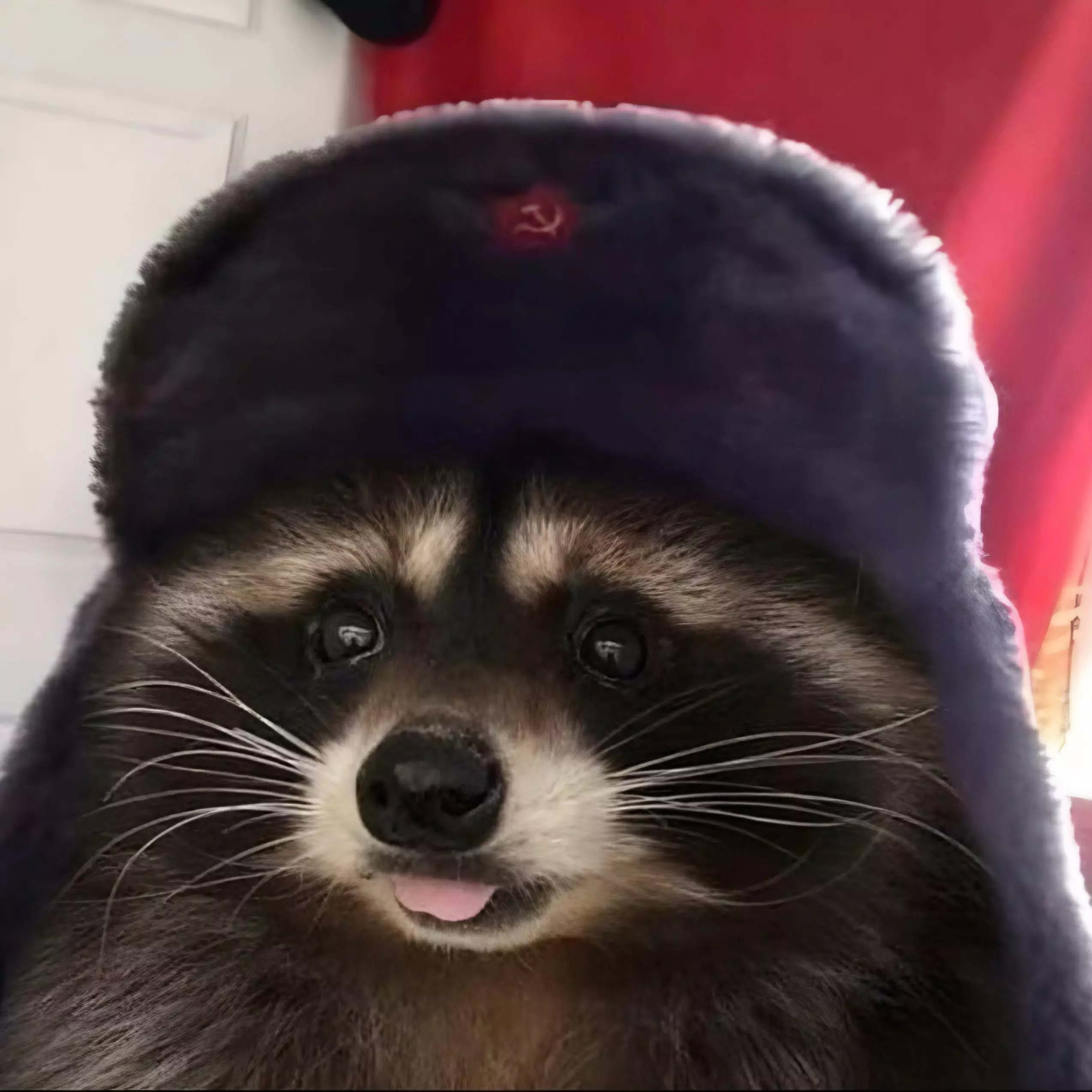 Енот