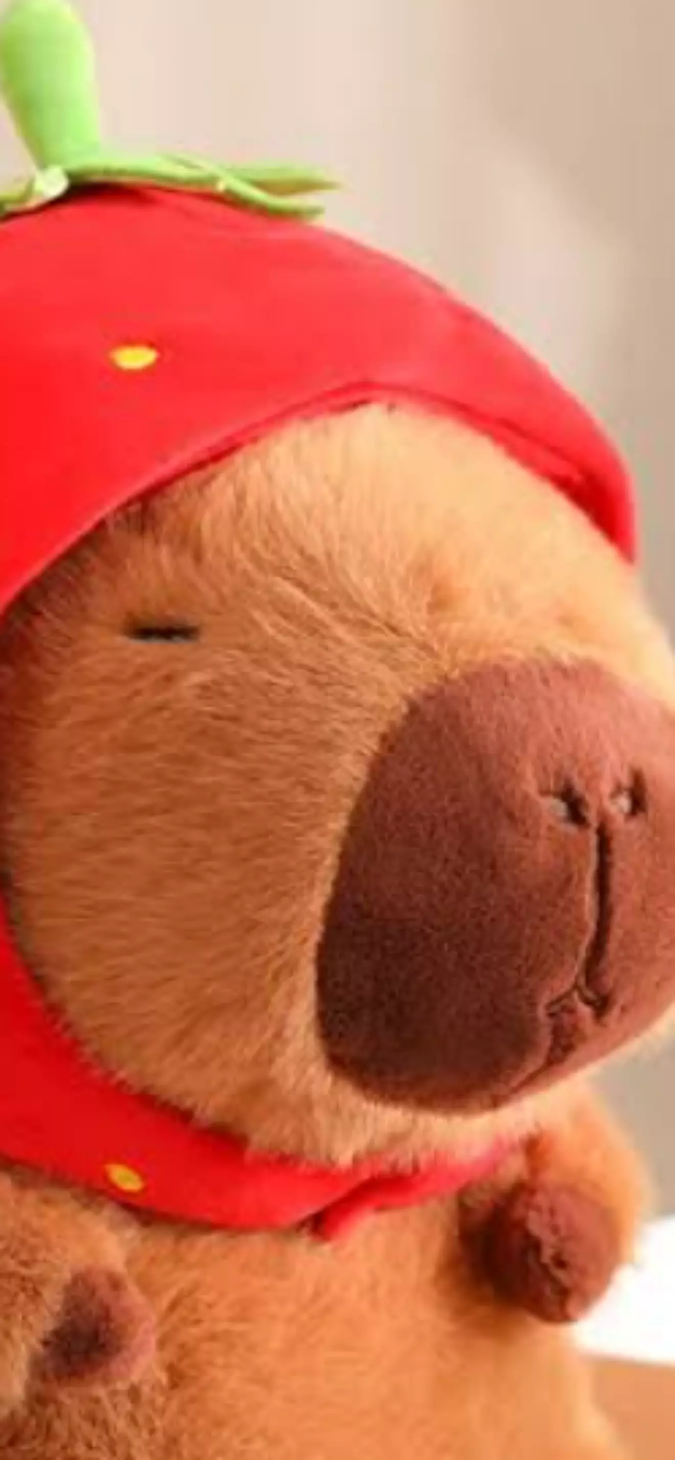 Ms. Capybara 