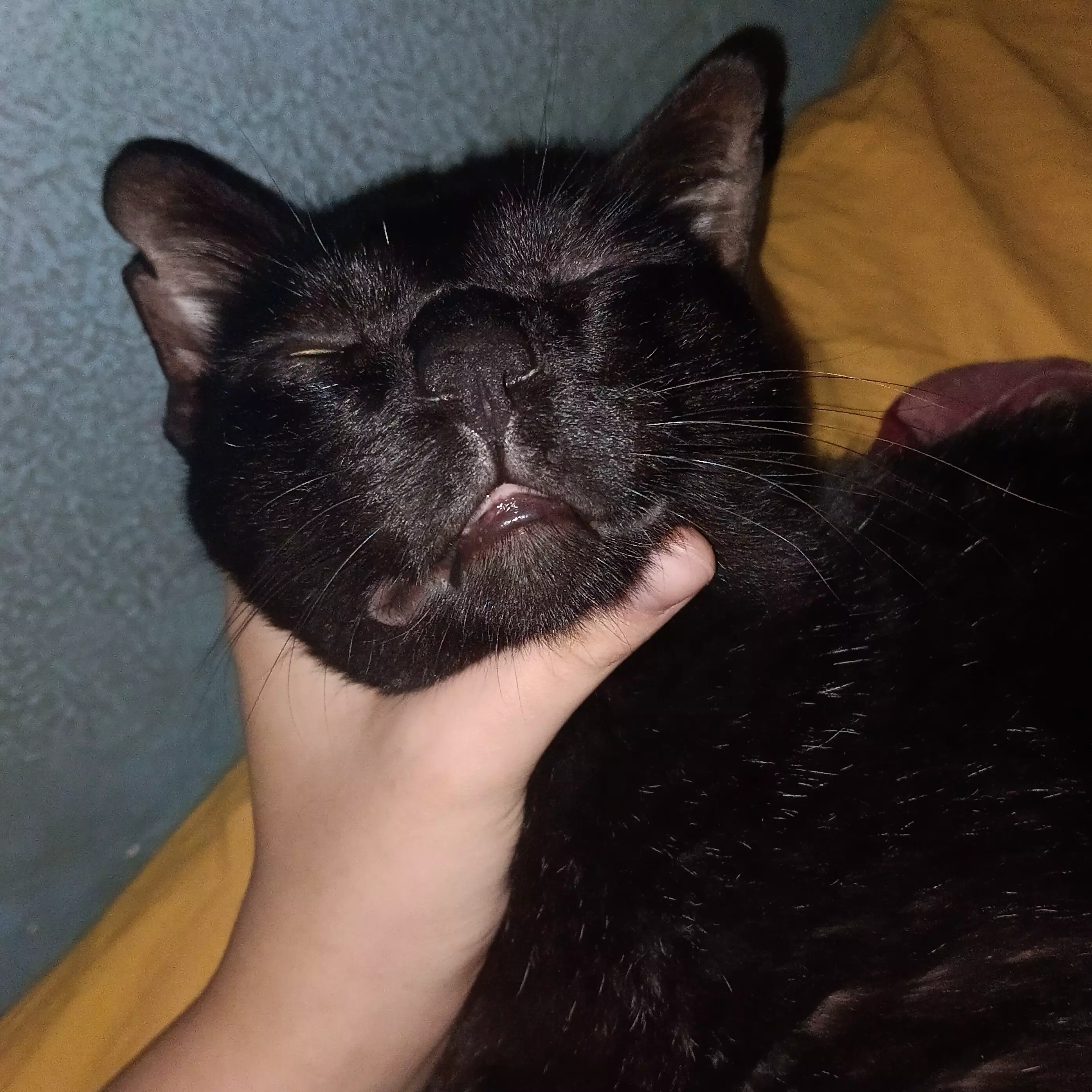 Isa