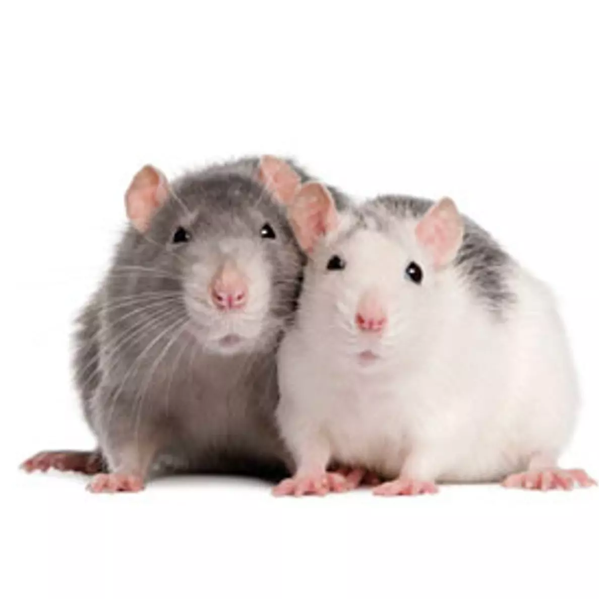 Rat