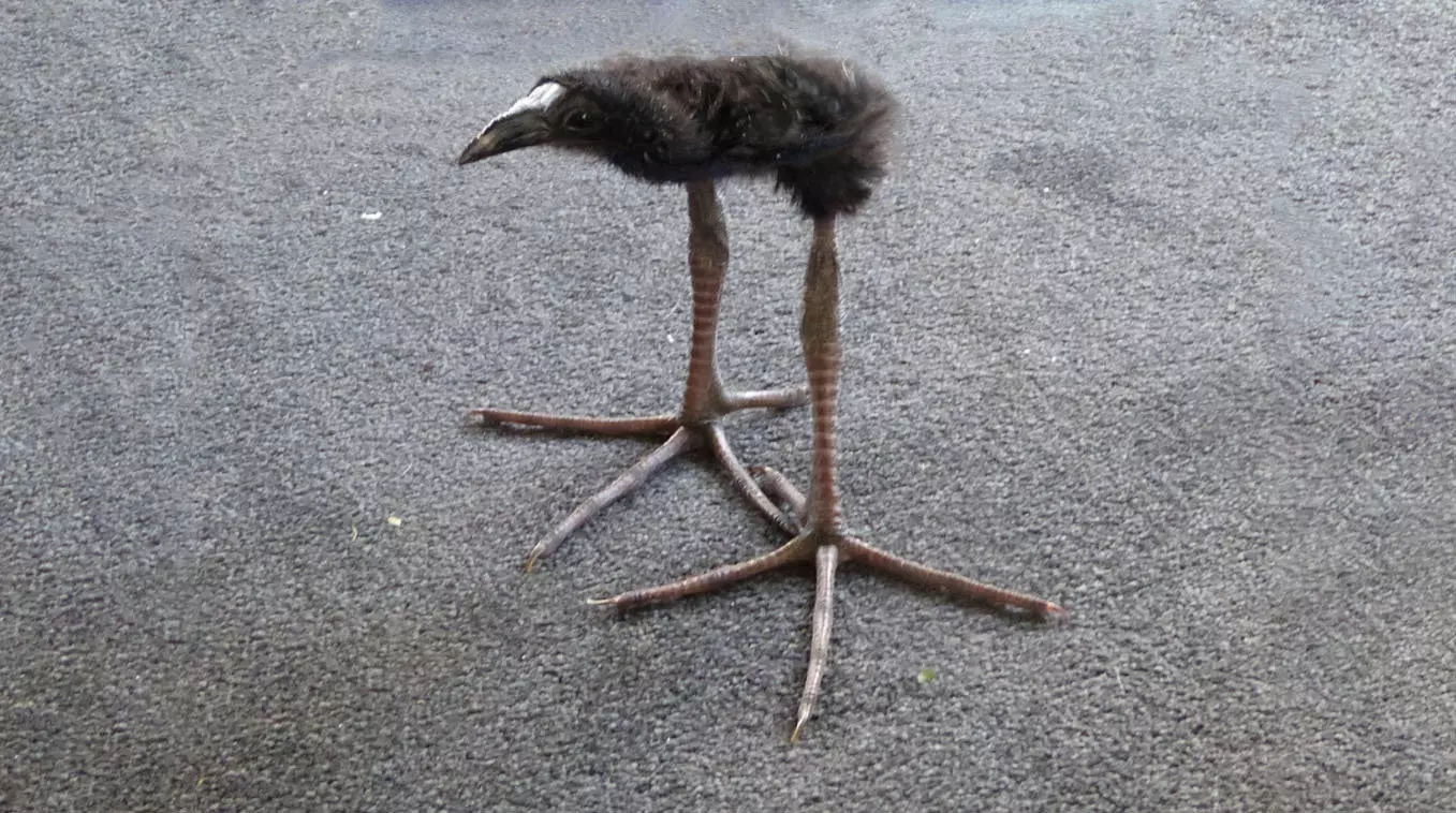 Thing