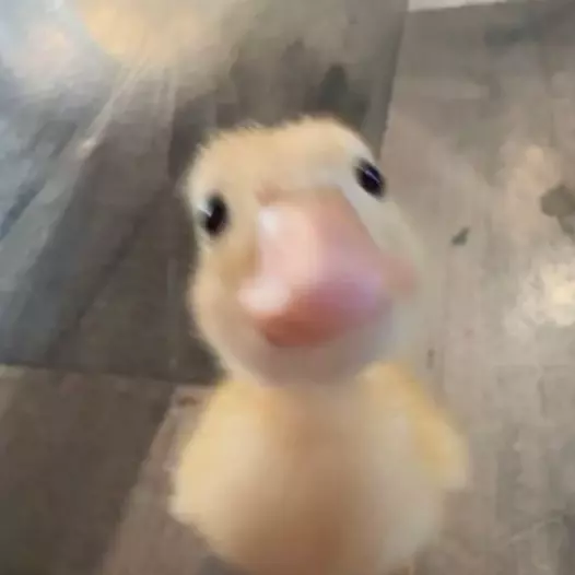 Elowen