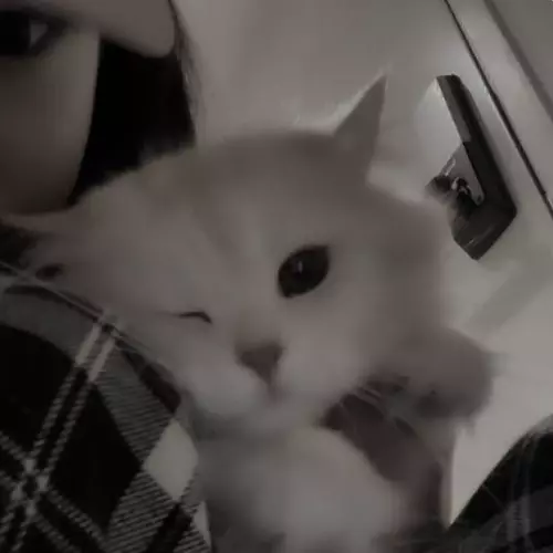 Котяша