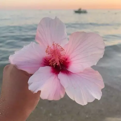 hibiscus
