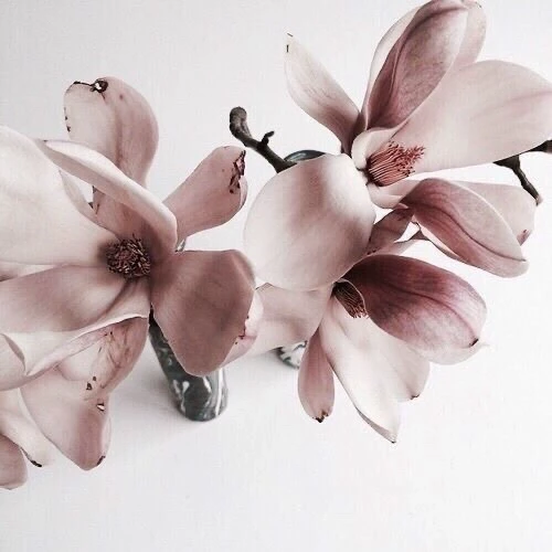Hanami 