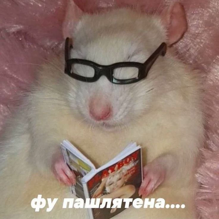 Хвойное Животное 