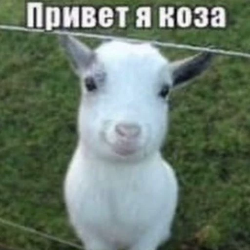 Ипучи