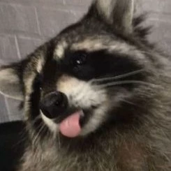 Коннор