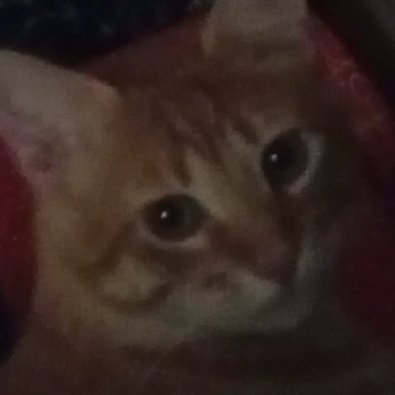 Noli