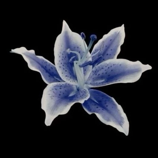 LIly