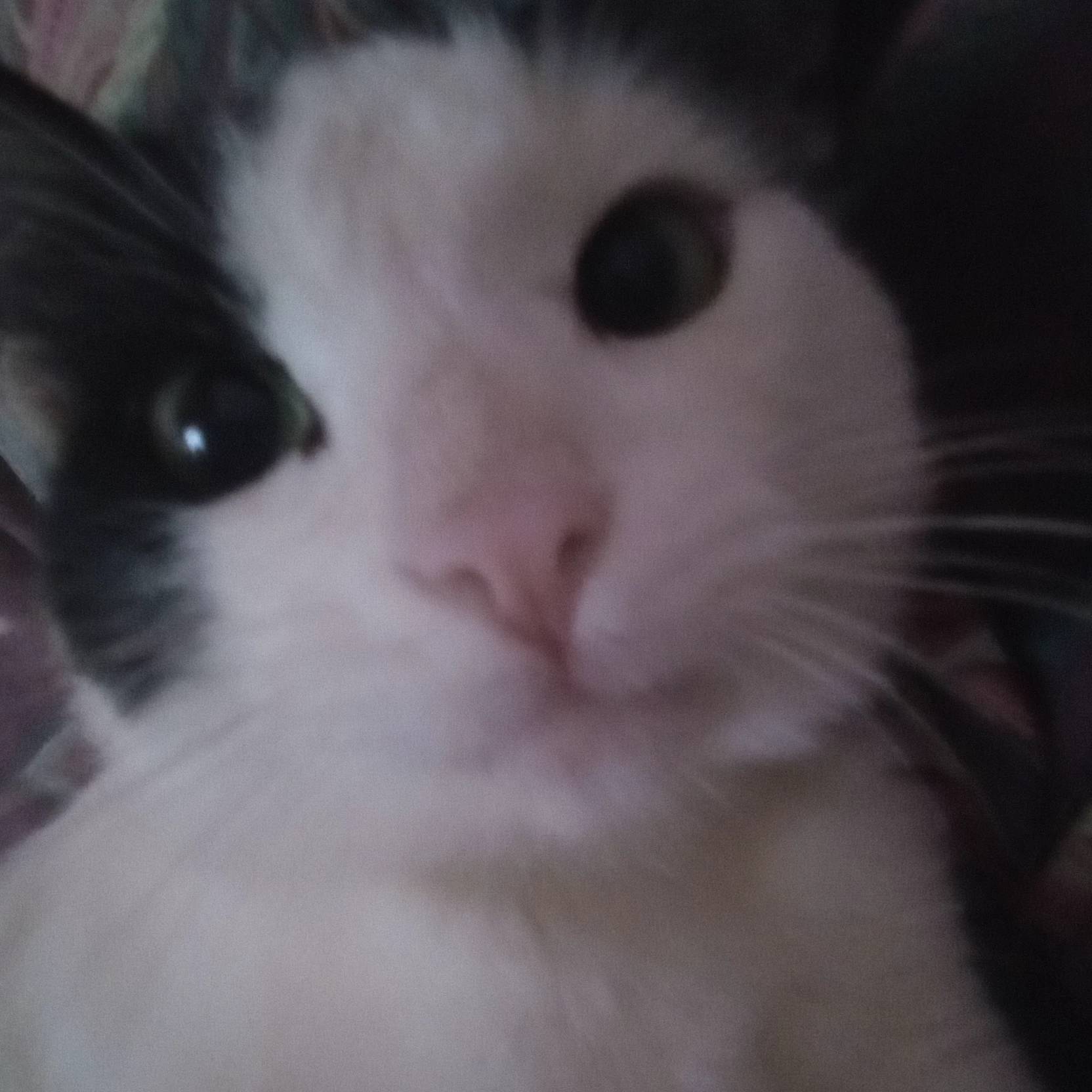 ♡Luci♡