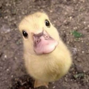 Ducky