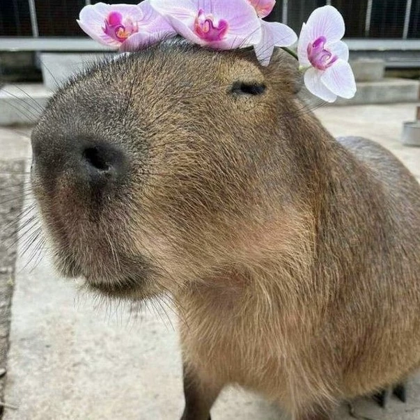 Mameeechwan