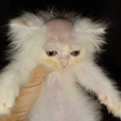 Horu