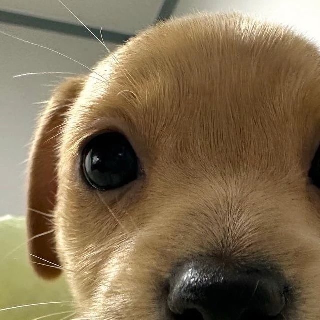 puppy