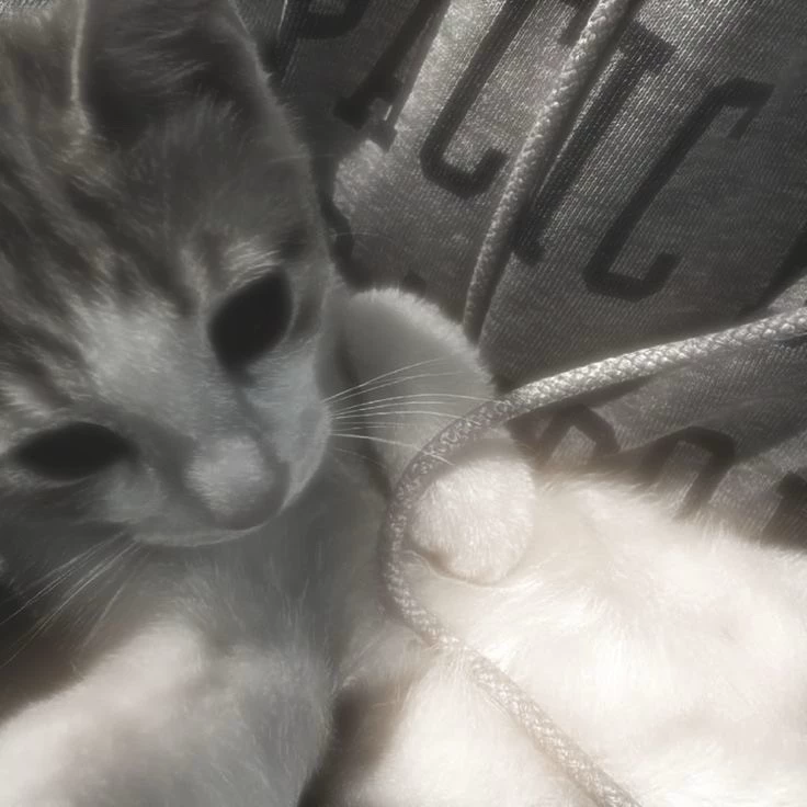 Dylan
