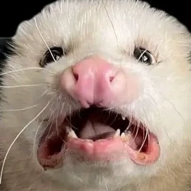 hillbilly Possum.
