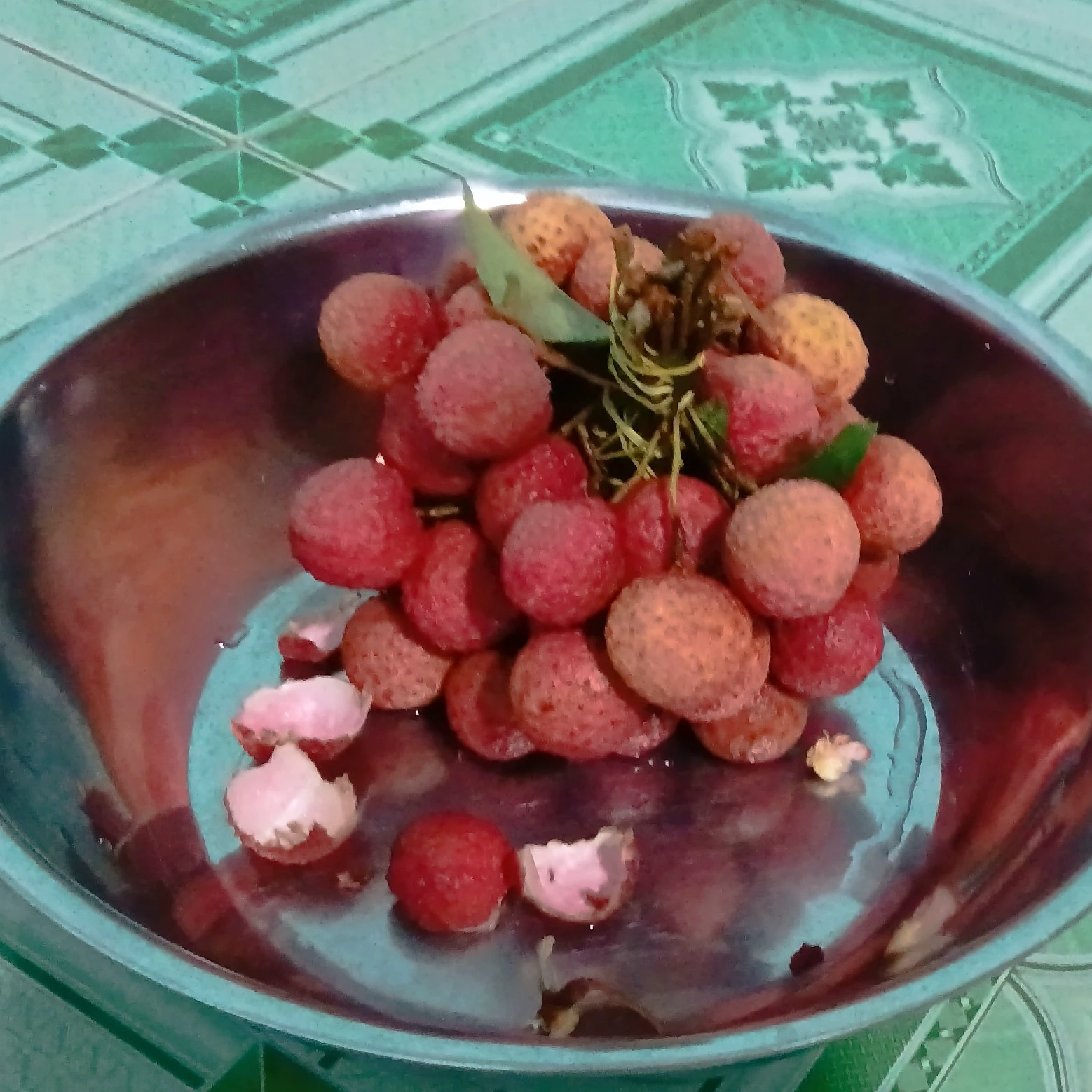 Frigo camelo 