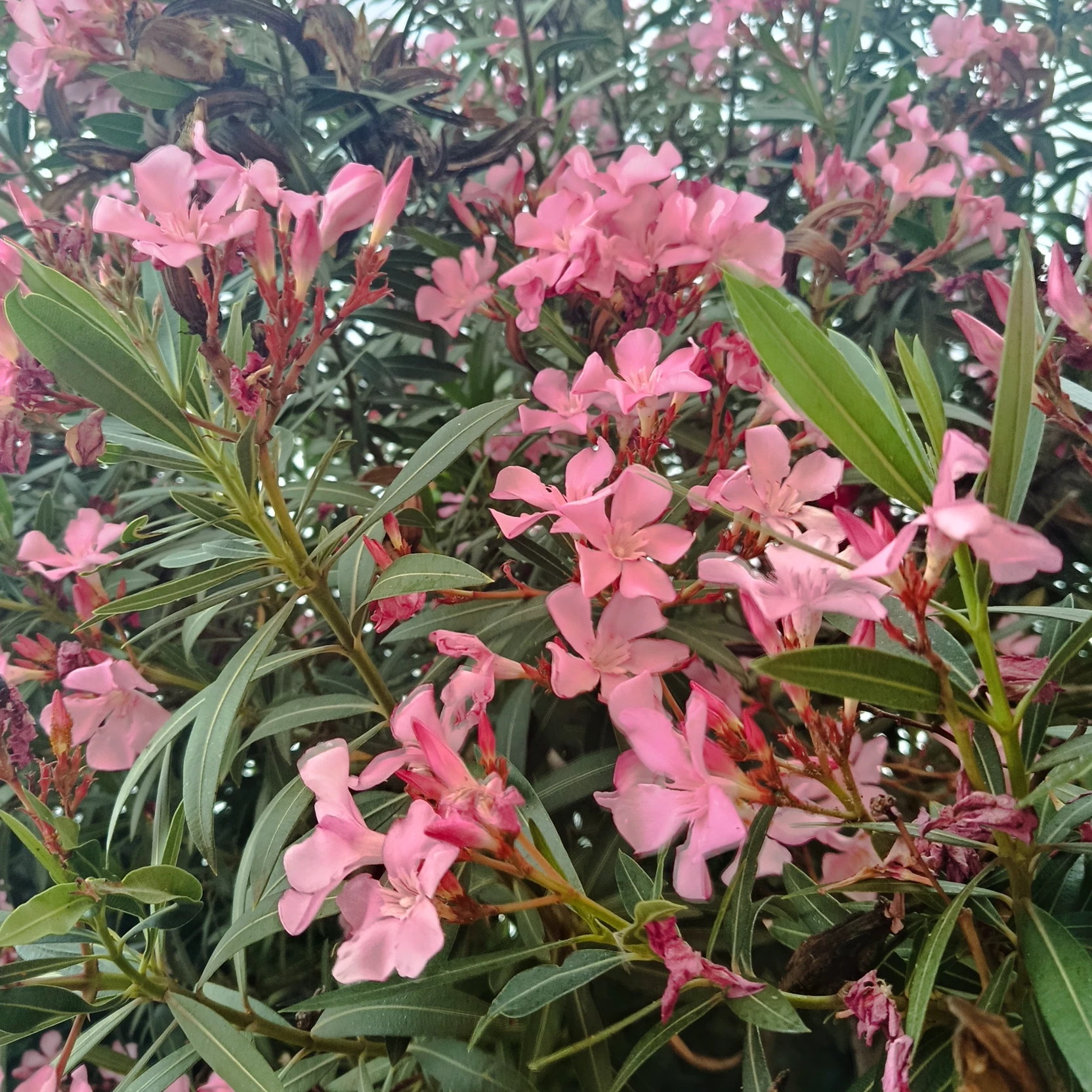 Juana