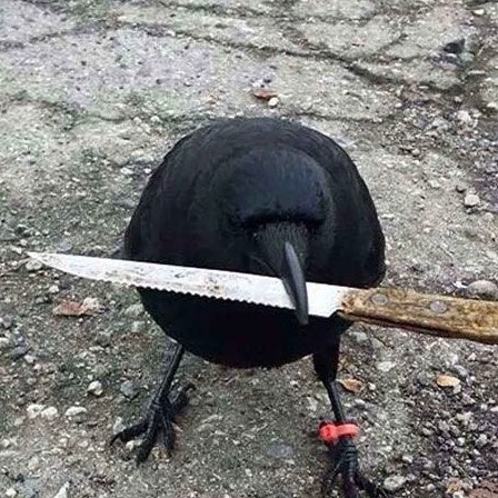Cuervo asesino 💀