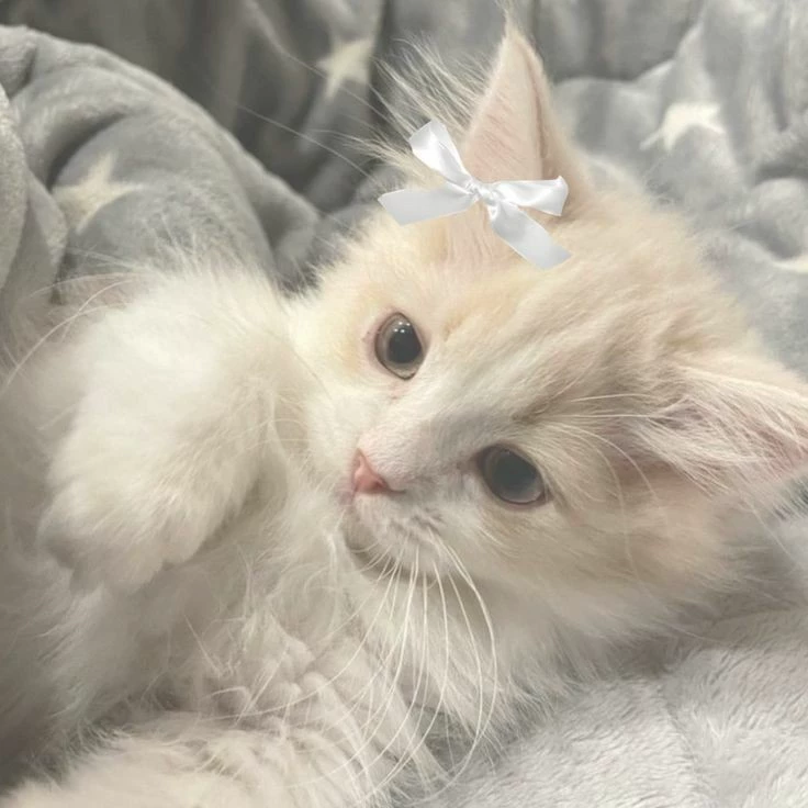 Asa~♡