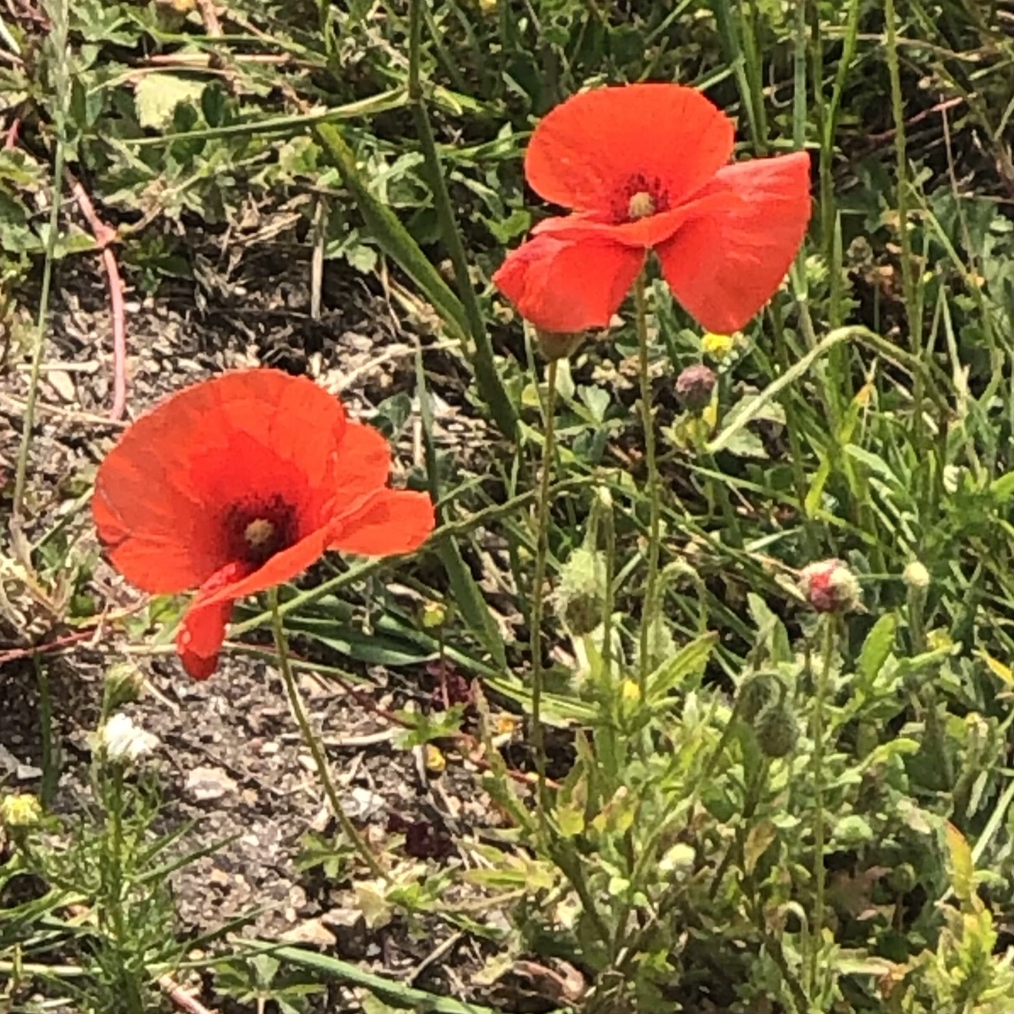 Poppy