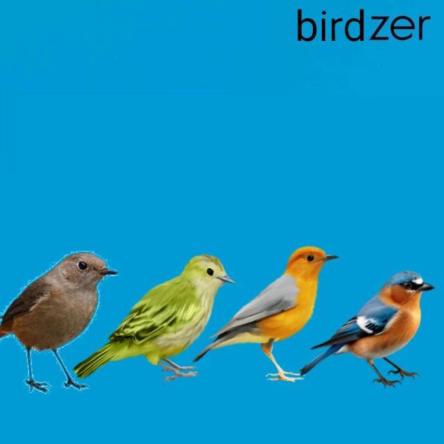 (+-/weezer/birdzer/-+)