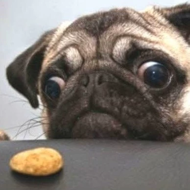 Grumble of Pugs.