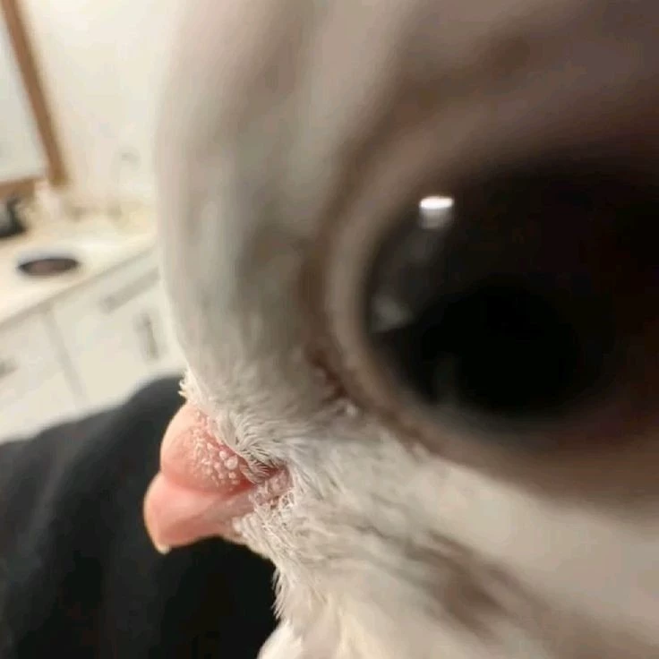 San