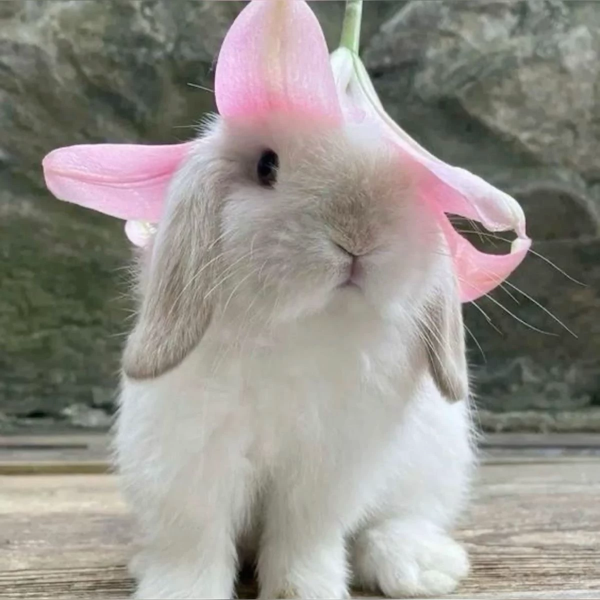 Minvi~