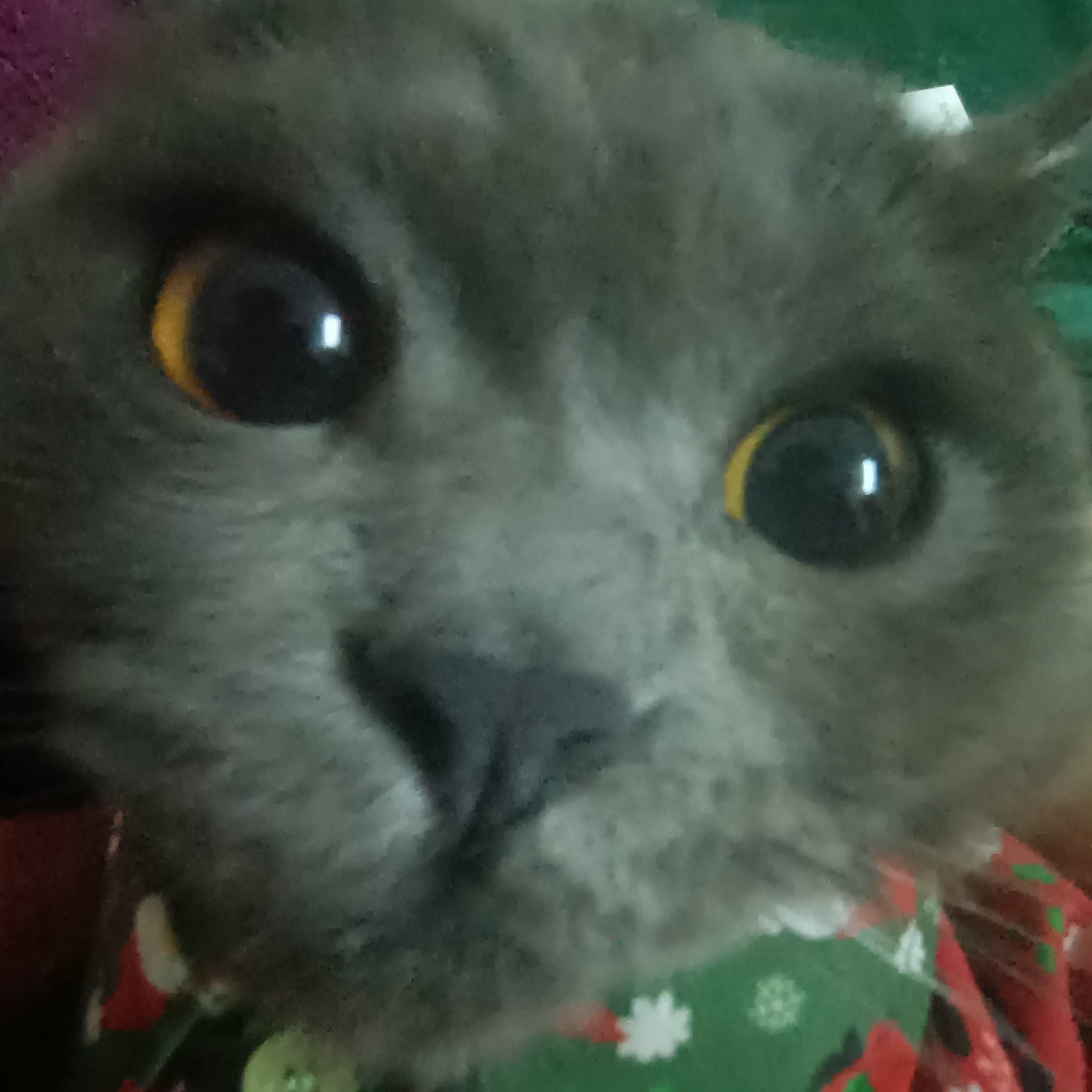Ren