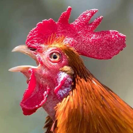 Gallo papeador 