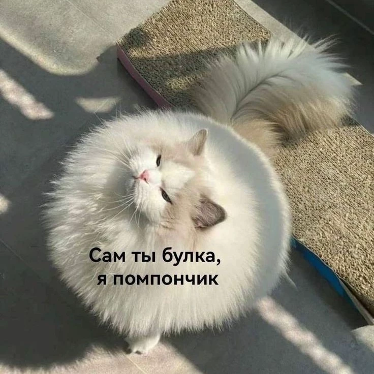 Чебурек >_<