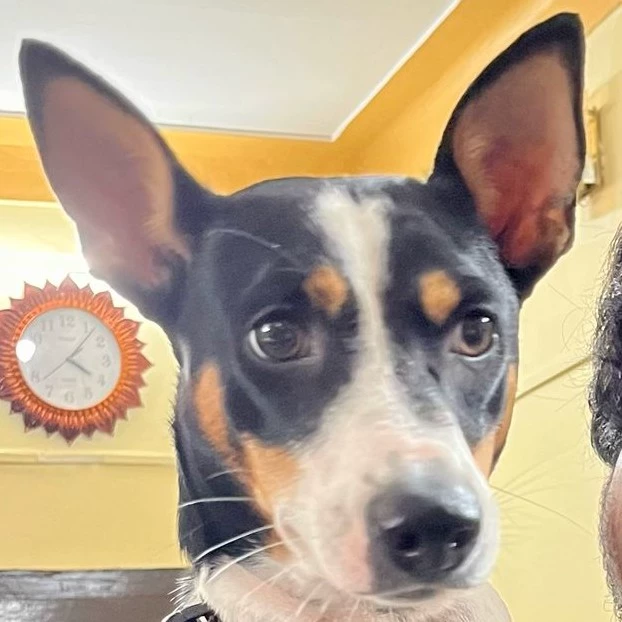 Shambhavi