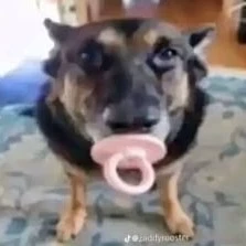 Bistecone