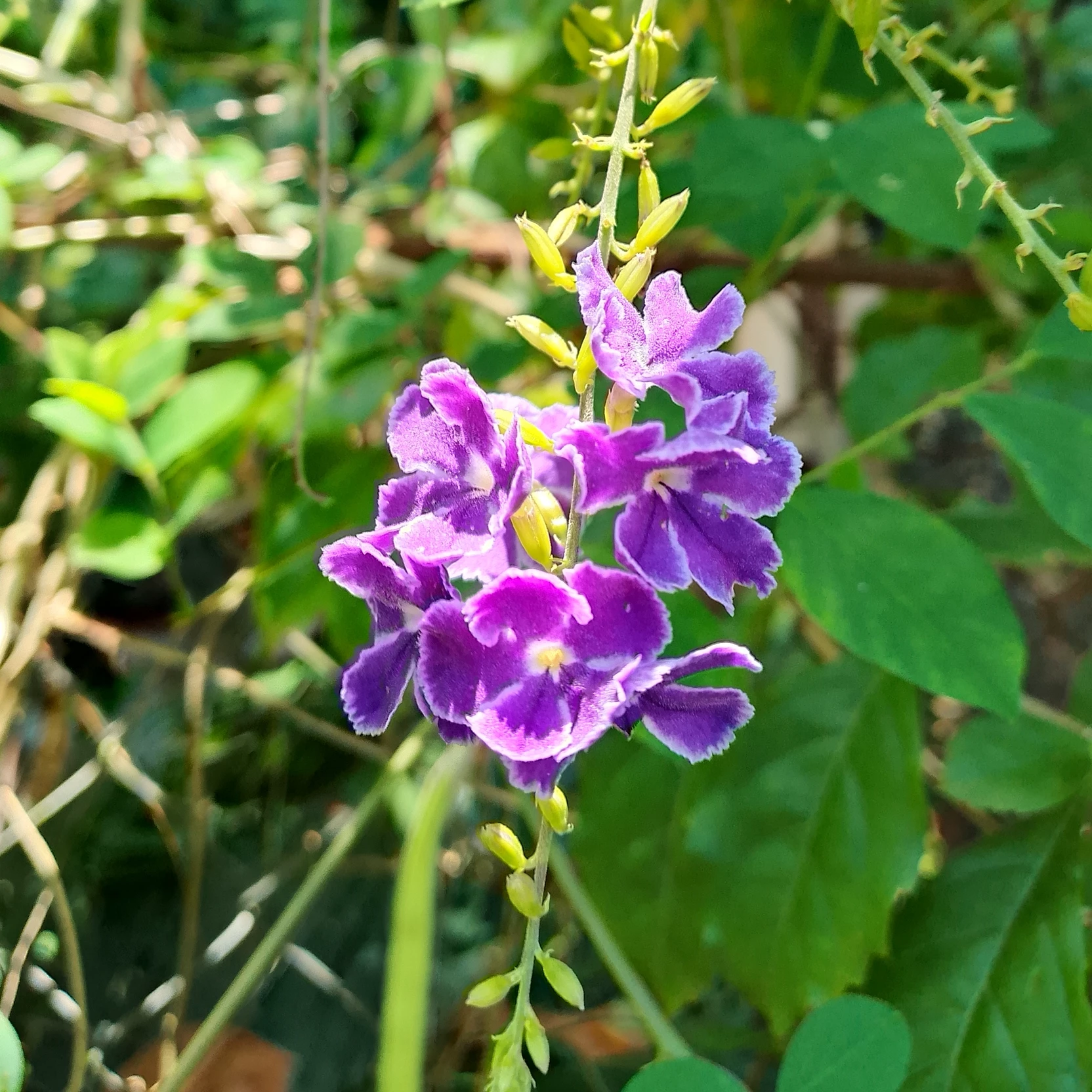 Purple lily's