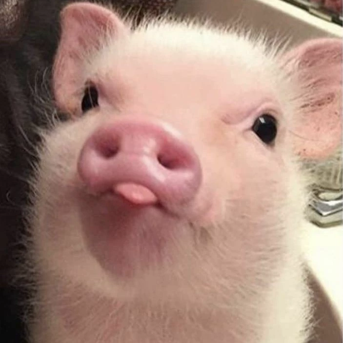 Y/N 