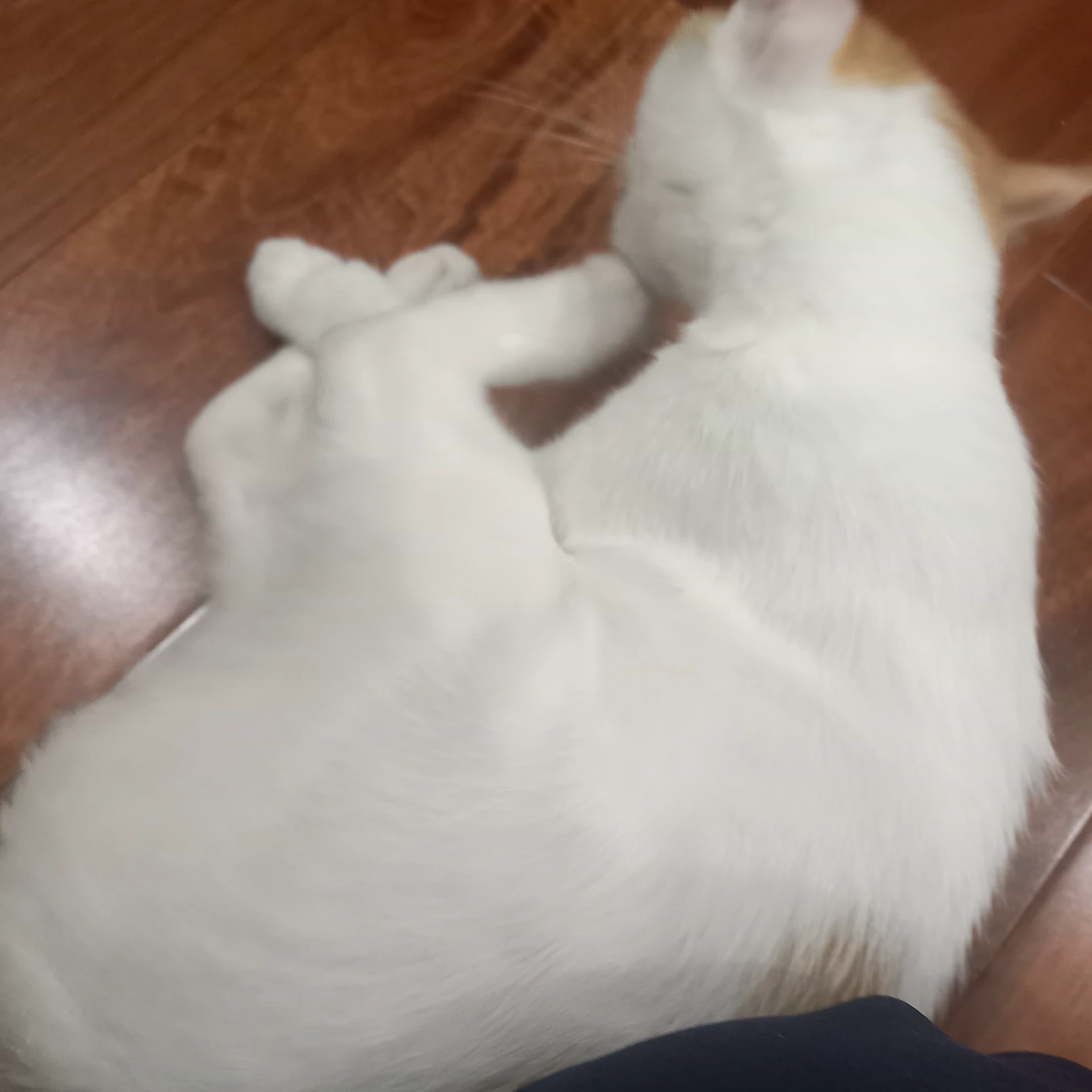 Baby