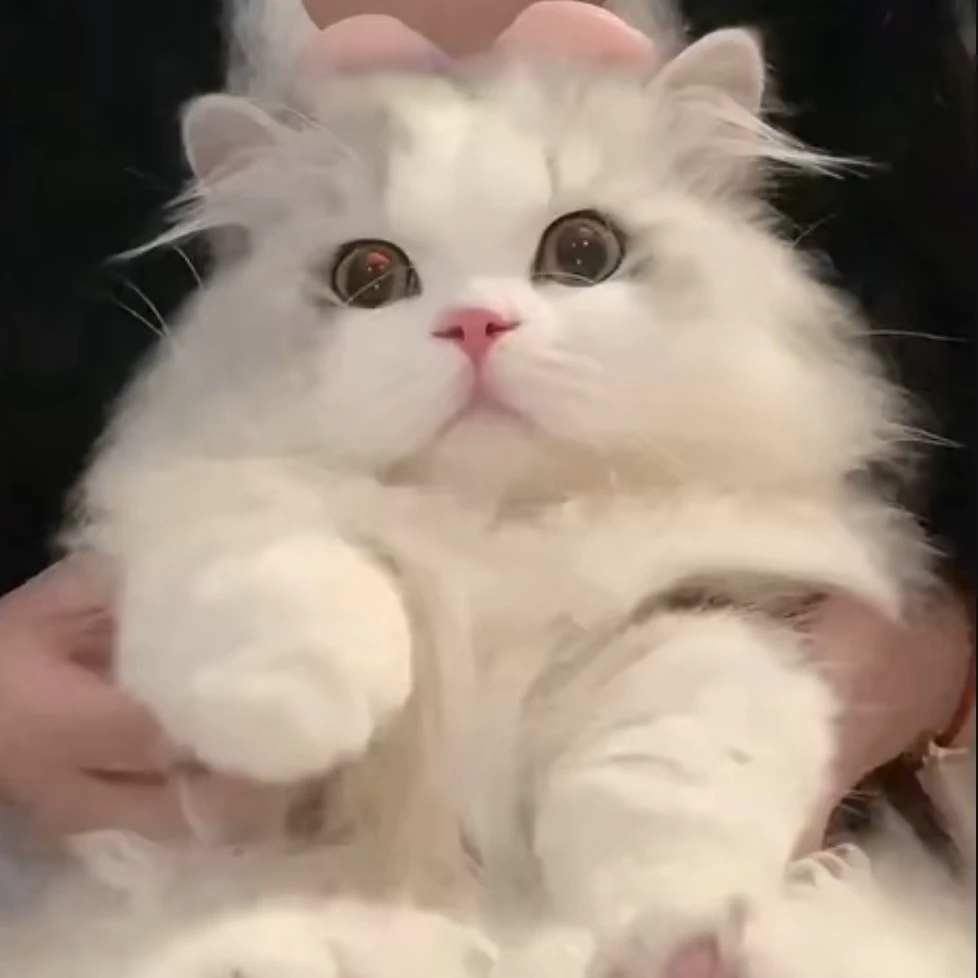 Việt Quất